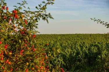 Weinwanderung in Gimmeldingen - Weinkultur entdecken und genießen