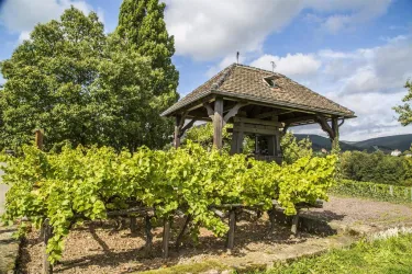 Weinlehrpfadführung Edenkoben