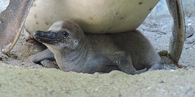 Zoo "MINT-Mach-Pass"