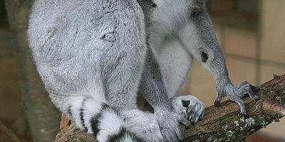 Abendliche Zooführung für Familien