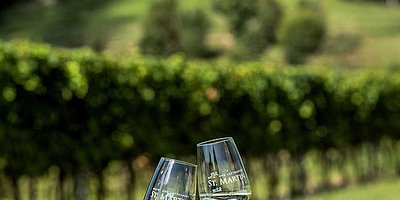 Wanderung "Tour de Wein"