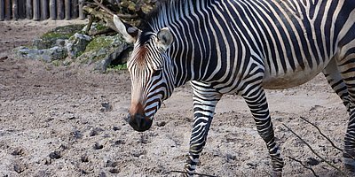 Zooführung "Tiere begegnen - Freunde erleben