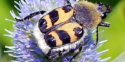 Naturschutz im Hausgarten