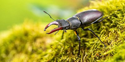 Stadtwald Taubensuhl - Insektenvielfalt im Wald am 20.09.2026