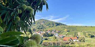 Kulinarische Keschde Wanderung