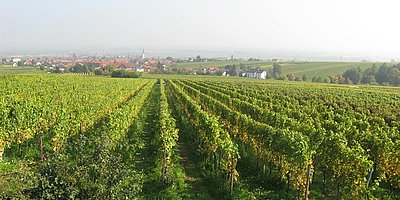 Wein & Genuss im Weinberg: Entdeckungstour mit Köstlichkeiten und Weinkultur
