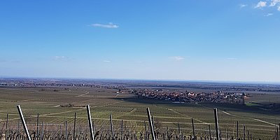 WeinMeditation - Ein meditativer Weinspaziergang
