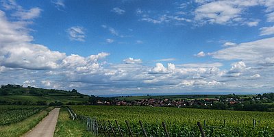 Weinkerwe Ilbesheim