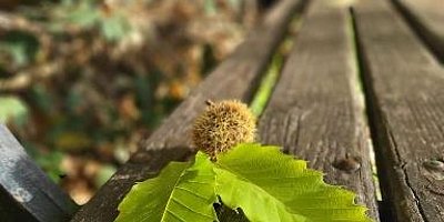 Keschde entdecken: Geschichte und Genuss der Pfälzer Kastanie