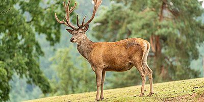 Wildparkfest mit Hubertusmesse