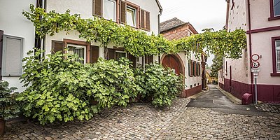 Stadtführung „Cool Places“ in Edenkoben