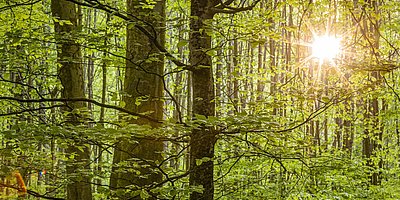 Stadtwald Taubensuhl - Führung Wald im Wandel am 19 und 20.09.2026